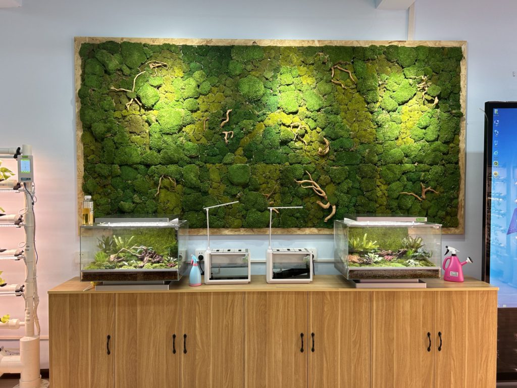 苔藓墙及热带雨林缸